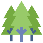 Forest Forest
